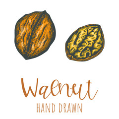 Walnut hand drawn colored illustration, isolated vector design element.
