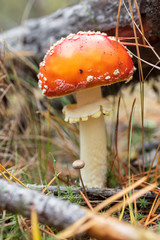 grzyb muchomor w lesie jesień