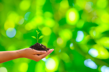 Young plant in hand.Seedling are growing in the soil with sunlight. /Wherever the tree is planted,everyone will benefit from it. The worldwide platform.