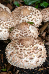 Close Up Of Shaggy Parasol Wild Mushrooms in Nature