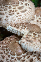 Close Up Of Shaggy Parasol Wild Mushrooms in Nature