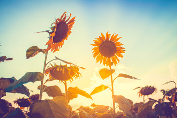 Fototapeta na wymiar Sunflower field at sunset. 