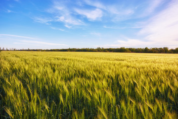 Field of green wet grass and colorful sunset.