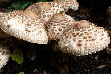 Close Up Of Shaggy Parasol Wild Mushrooms in Nature