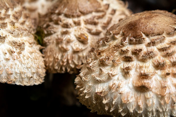 Close Up Of Shaggy Parasol Wild Mushrooms in Nature