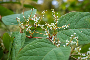 green bushes and plants in autumn