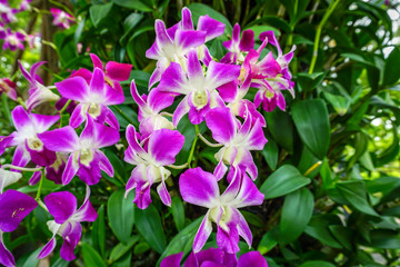 Pink orchid flowers blooming in the garden