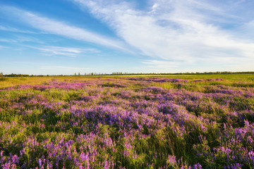 purple flowers on a meadow and sunset