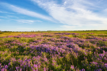 Obraz na płótnie Canvas purple flowers on a meadow and sunset