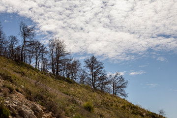 Obraz premium Burned pine trees over blue sky with white clouds.