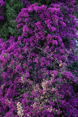 purple flowers in the garden