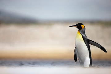 Close up of a King penguin in water