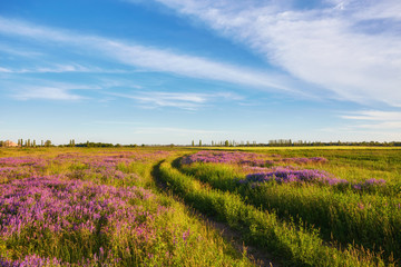Fototapeta na wymiar purple flowers on a meadow and sunset