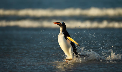 Naklejka premium Gentoo penguin coming ashore from stormy ocean