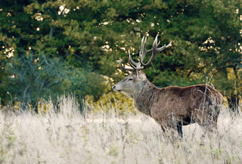 Red Deer stag at sunrise during rutting season in autumn