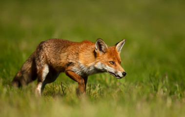 Close up of a red fox in grass