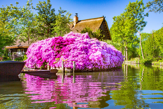 Azaleenbl&uuml;te im Spreewald
