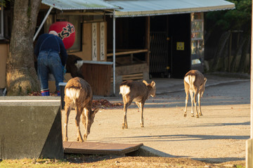 奈良公園の開店準備中のお土産屋さんの前を歩く鹿たち