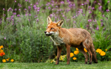 Naklejka na ściany i meble Close up of a red fox in a garden