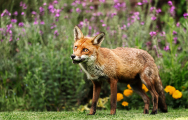 Close up of a red fox in a garden