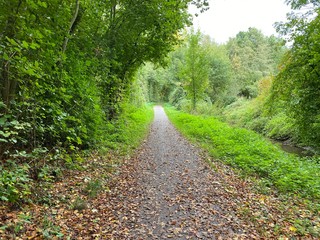 Fototapeta premium forest way