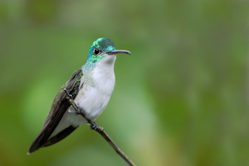 Andean Emerald (Amazilia franciae) sitting on branch in Alambi cloud forest, Ecuador