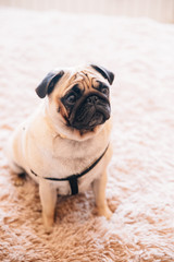 dog pug on wedding morning