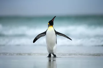 Fototapeten Königspinguin steht an den Küsten des Atlantiks © giedriius