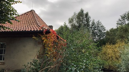 Fototapeta na wymiar red leaves on a house