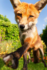 Close up of a curious red fox in a garden with flowers