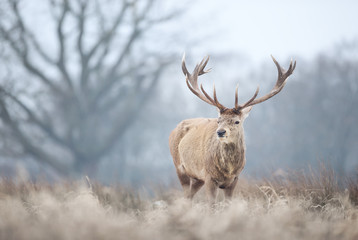 Close-up of a red deer stag in winter