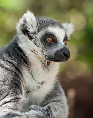 Retrato de lemur de cola anillada 