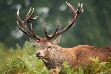 Naklejka na ściany i meble Red deer stag during rutting season in autumn