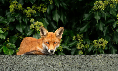 Urban red fox sleeping on the roof of a shed