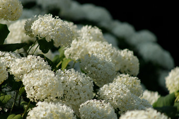 blossom of white Hydrangea Hortensia in a garden