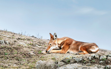 Close up of a rare and endangered Ethiopian wolf