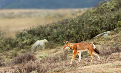 Naklejka na ściany i meble Close up of a rare and endangered Ethiopian wolf