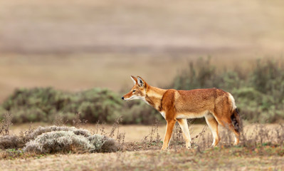 Close up of a rare and endangered Ethiopian wolf