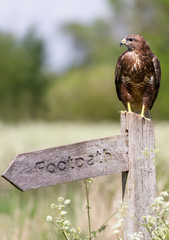 Common Buzzard perched on a Footpath post