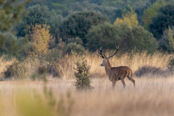 Naklejka na ściany i meble Deer walking through field in Tábara, Sierra de la Culebra, Zamora, Castilla y León, Spain.