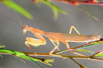 Mante décolorée