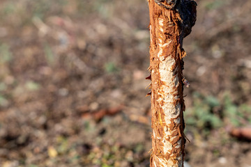 One Year Old Sweet Cherry Tree Damaged by Wild Rabbit
