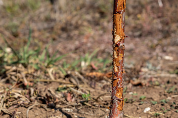 One Year Old Sweet Cherry Tree Damaged by Wild Rabbit