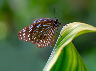 Closeup beautiful butterfly in a summer garden © blackdiamond67