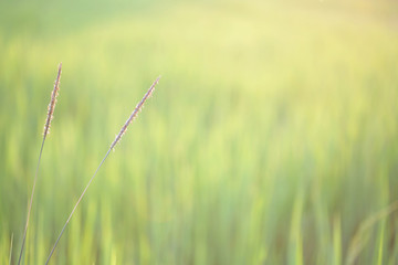 Flower grass in rice field 