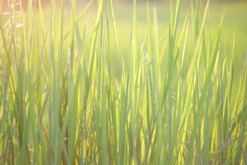 Flower rice green Rice leaves in rice field 