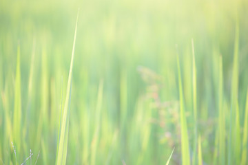 green plant and green Rice leaves in rice field  
