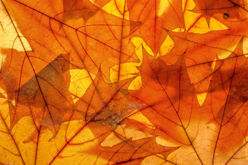 Naklejka na ściany i meble Autumn leaves on clearance. Studio photo, top view large. Colorful background texture banner. Close-up image
