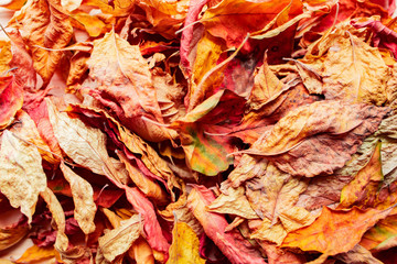 Dry autumn leaves background. Saturated bright leaves texture