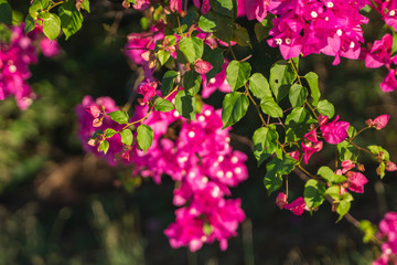 Beautiful pink flowers that grow on a tree.